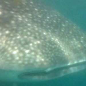 Meet your Posher, Nikki